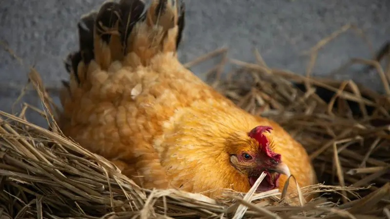 DIY chicken box nesting ideas