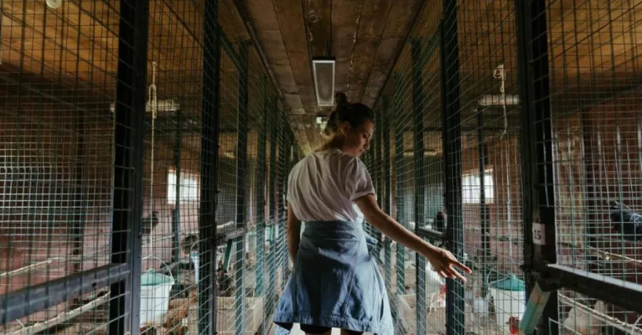 how to clean a chicken coop