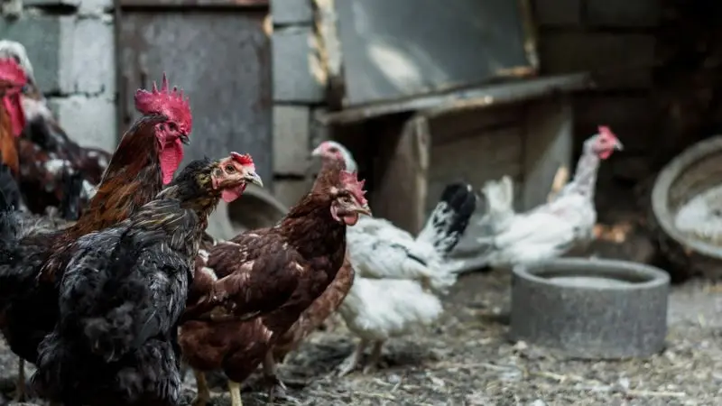 chicken coop cleaning tips for easy maintenance