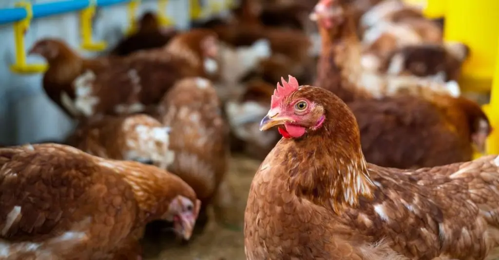 chicken coop designs for 20 chickens