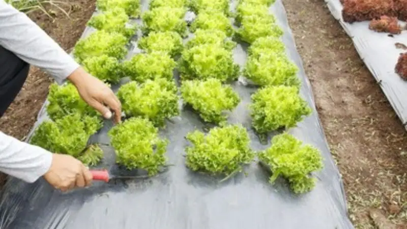 Installation of Weed Barrier