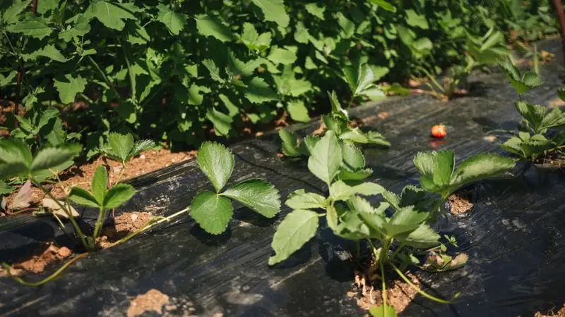 Weed Barrier Maintenance