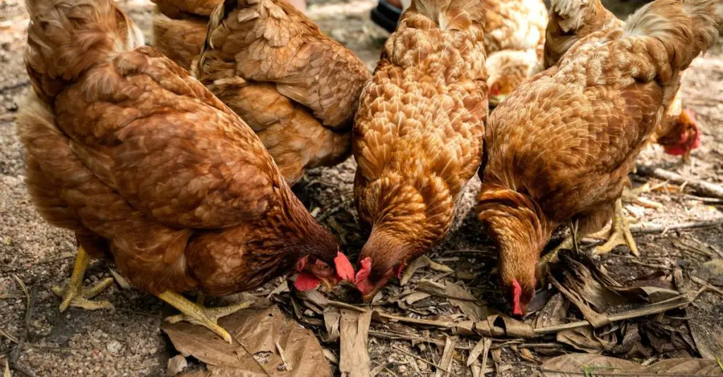 chicken protection from hawks