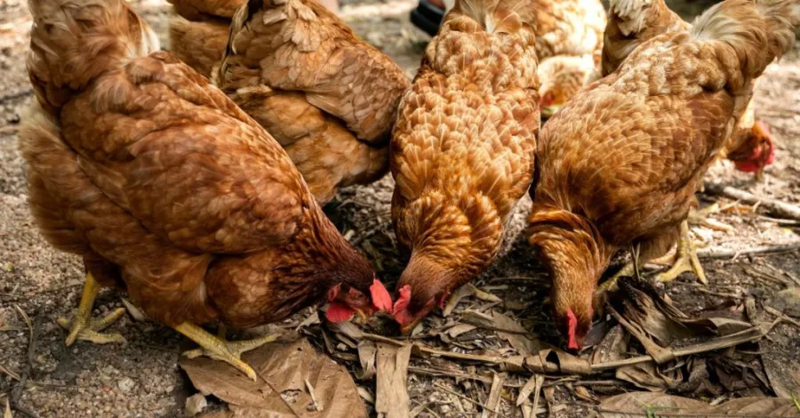 chicken protection from hawks