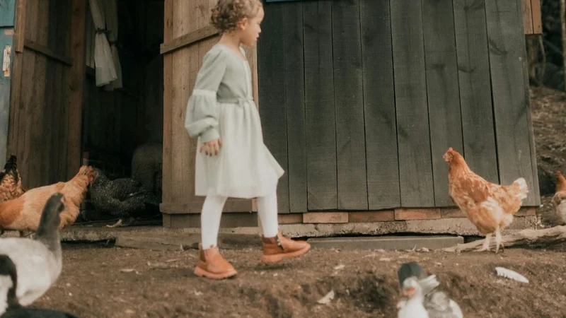 How to build the chicken house step by step