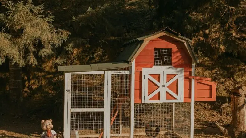  how to prepare and build the foundation of the chicken house