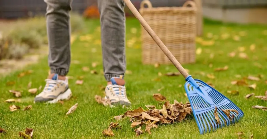 remove debris from yard