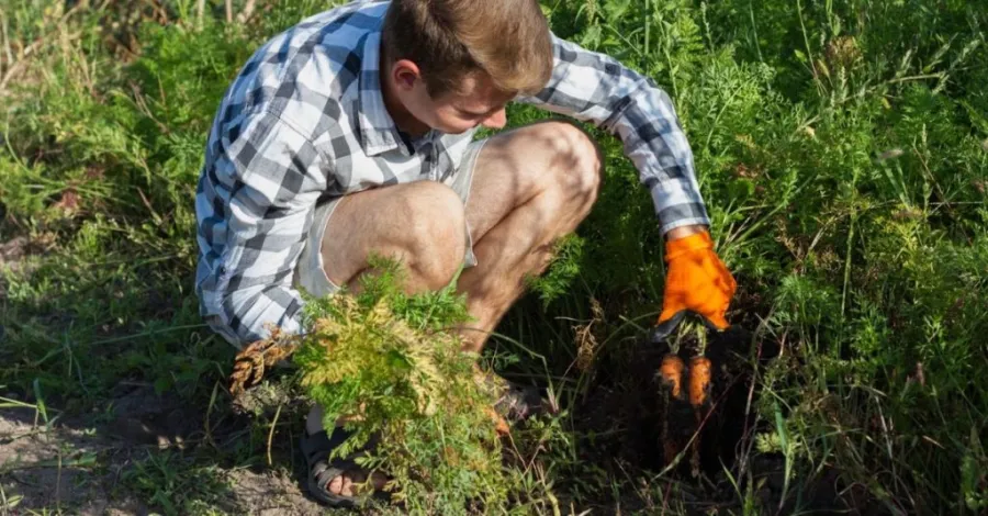 How to Revive a Dead Lawn