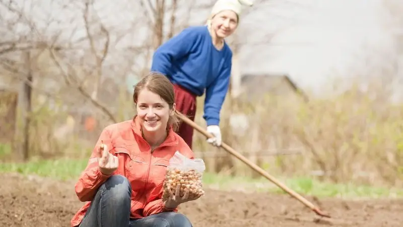 Seeding of Dead Lawn