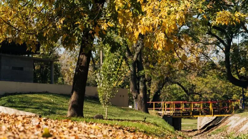 How to keep your lawn green during fall