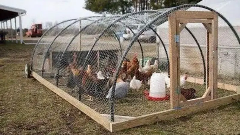Open Chicken Coop for Backyard