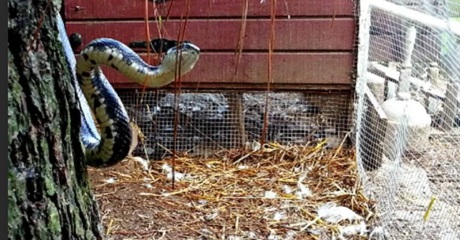how to keep snakes out of chicken coop