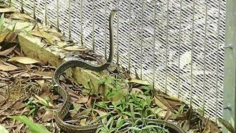 How to Keep snakes out of a chicken coop