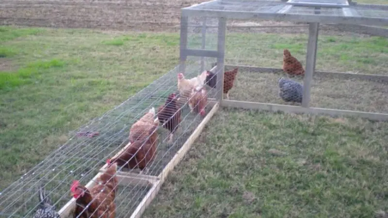 Snake Proof Chicken Coop