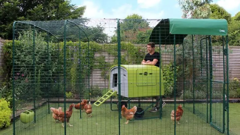  Keep Away Snakes from Chicken Coop