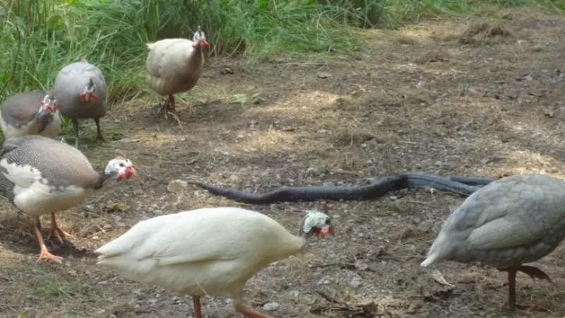 Harmful effects of snakes on birds