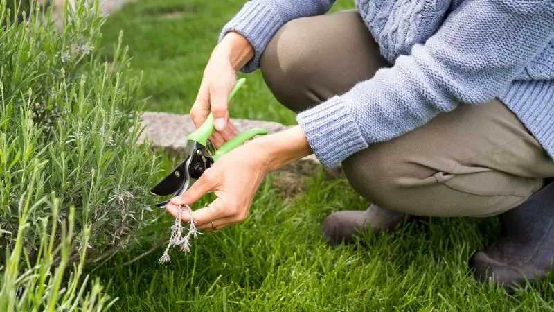 How to prevent moss in the lawn naturally