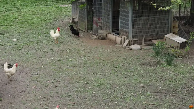 key features of the best chicken coops