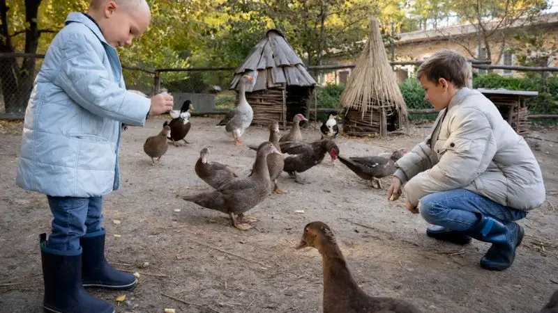 Maintenance and predator-proof checks