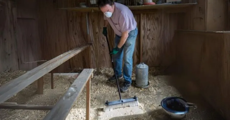 how often to clean chicken coop