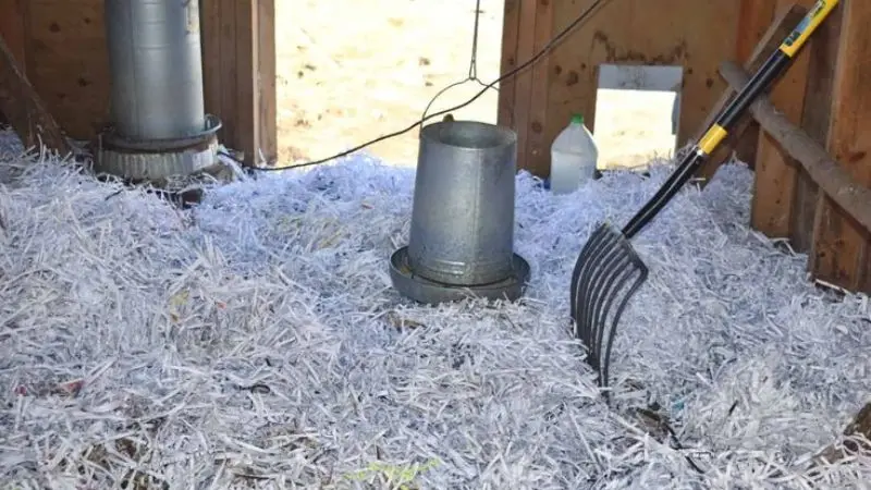 Keep your chicken Healthy with Proper cleaning