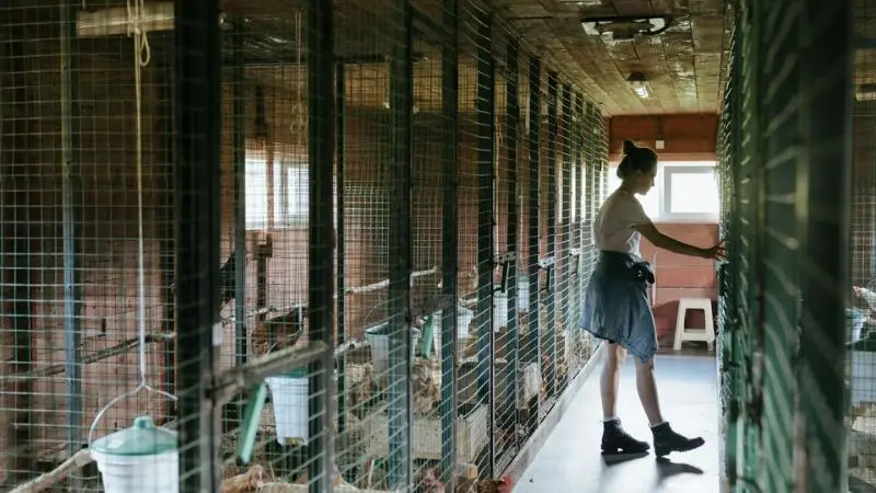 text: large chicken coop pros and cons