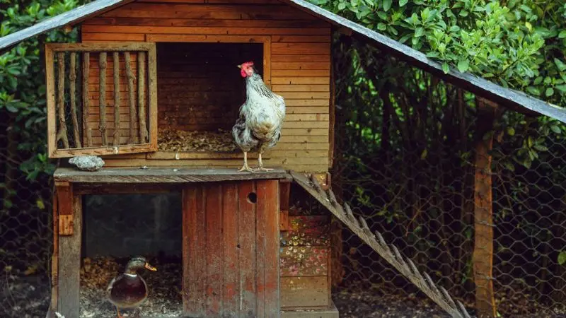 small chicken coops pros and cons
