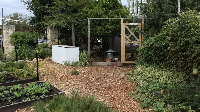 coop size recommendations