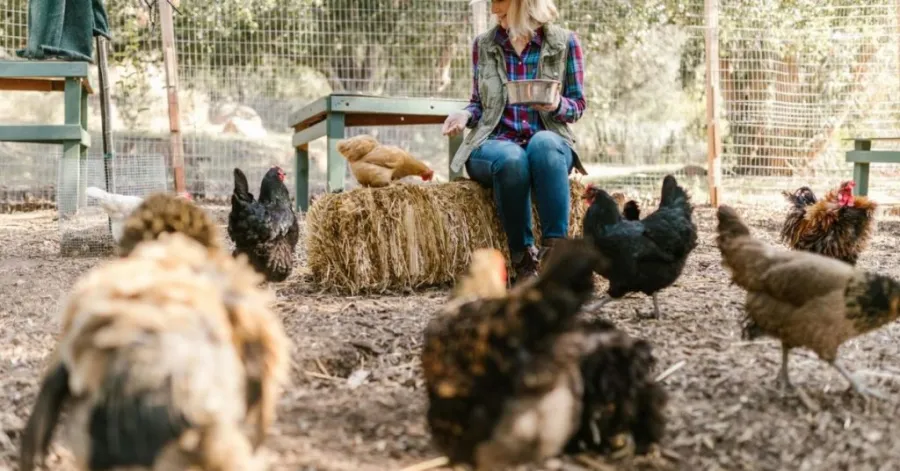 walk-in chicken coop ideas