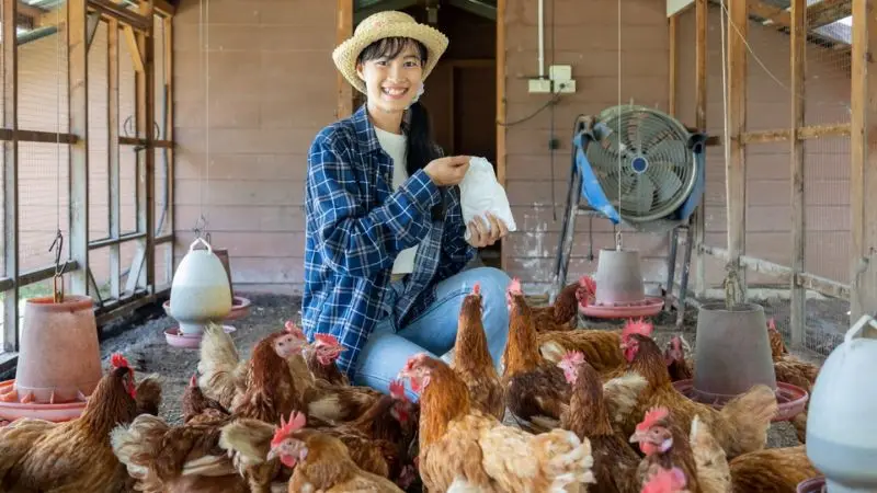 functional chicken coop ideas