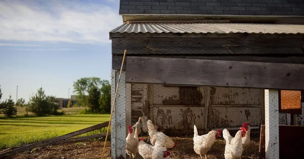 low-budget chicken coop ideas