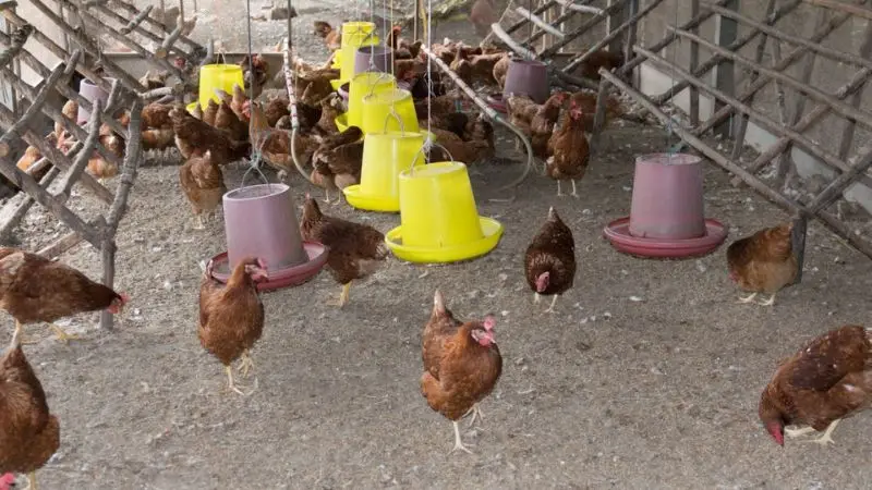 DIY tips for building a chicken coop