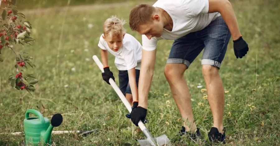 how to grow a lawn from dirt