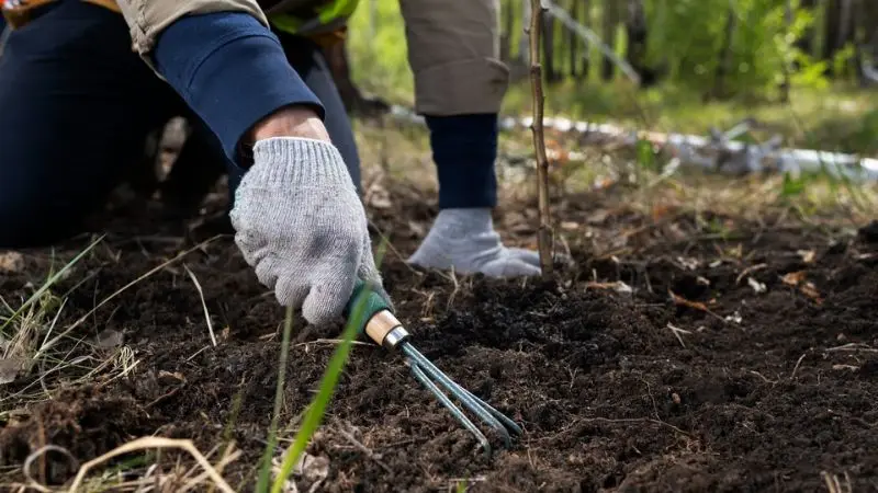  step-by-step instructions for planting in the lawn