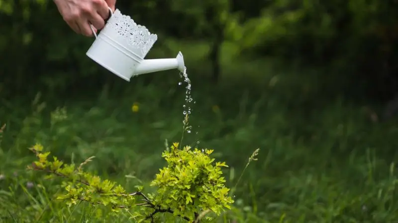 how to water and do early care of plants