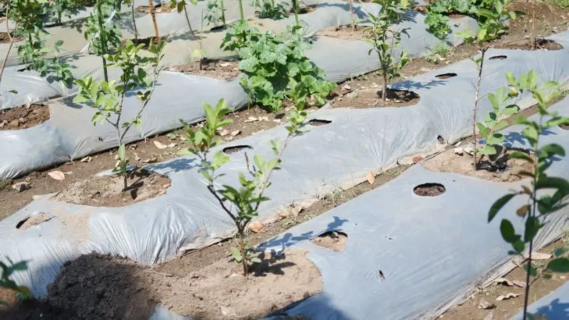  How to install weed barrier fabric: step by step