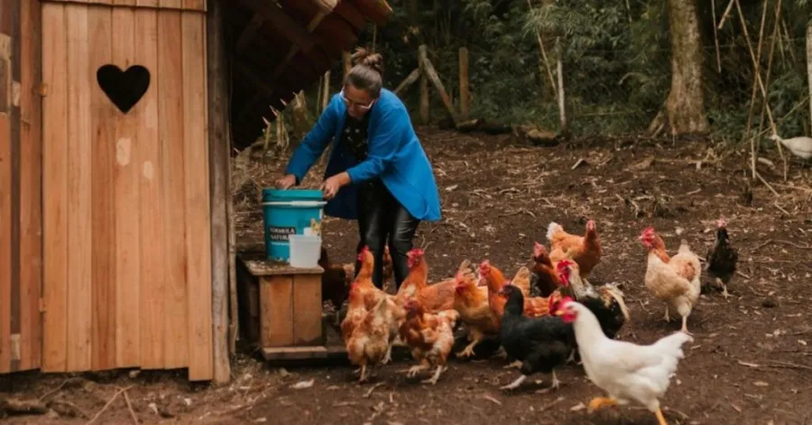 how to build a chicken coop