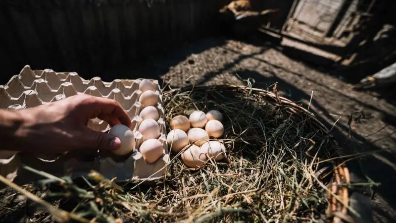 How to add nesting boxes in a chicken coop