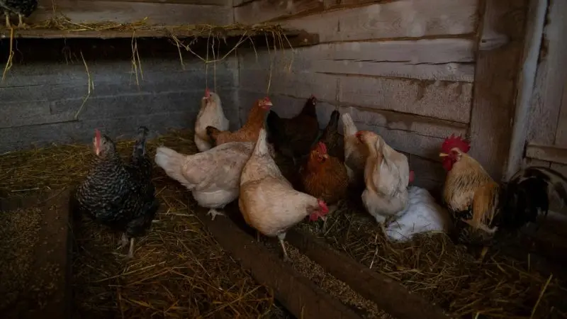 deep litter method to winterize the chicken coop
