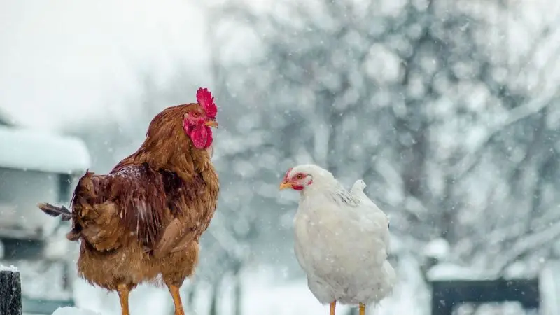How to protect chickens in winter