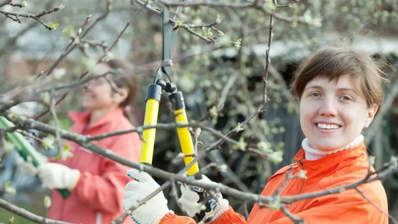  Pruning Basics for Healthy and Beautiful Trees