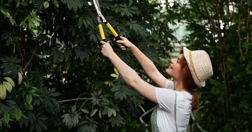 best time of year to trim trees