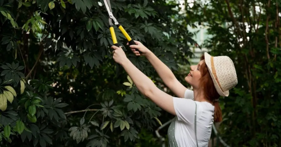 best time of year to trim trees