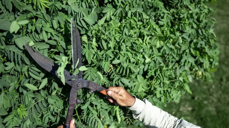 Why trimming trees matters