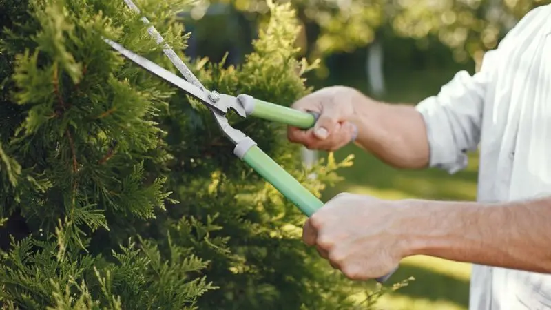 How to decide if your trees need pruning