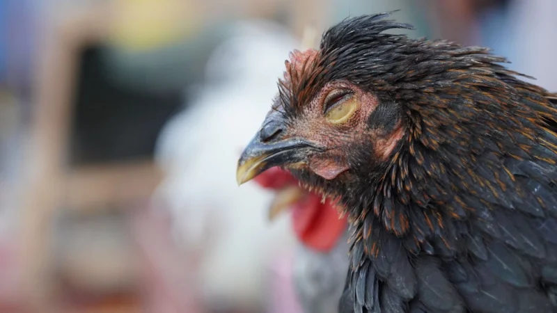 common chicken diseases