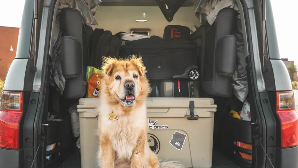 dog in the back of the car