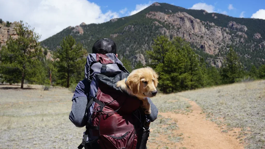 how to road trip with a dog