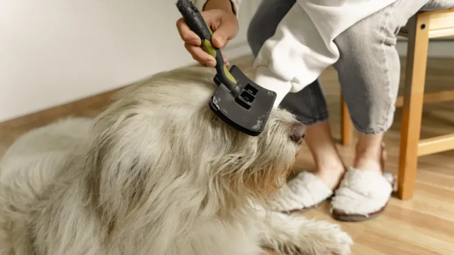 person brushing their dog