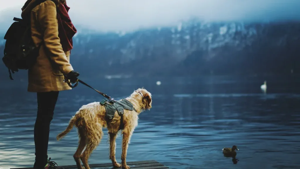 How to road trip with a dog near water